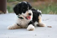 Lime Green Collar Male, a male Sheepadoodle for sale in George West, TX – Photo 2 of 3
