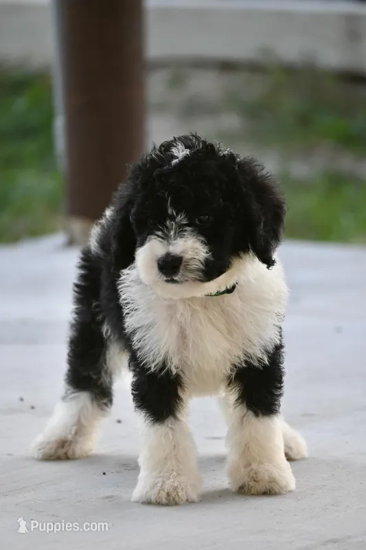 Lime Green Collar Male, a male Sheepadoodle for sale in George West, TX – Photo 1 of 3