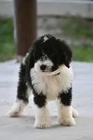 Lime Green Collar Male, a male Sheepadoodle for sale in George West, TX – Photo 1 of 3