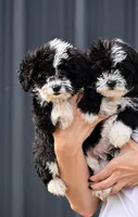 Beau, a male Aussiedoodle and Miniature Aussiedoodle for sale in George West, TX – 2 of 2