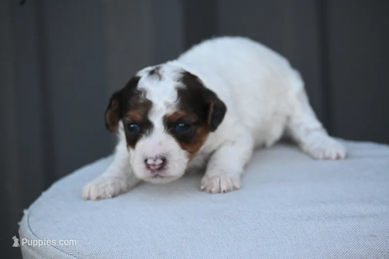 Winnie – Poodle - Toy  puppy for sale in George West, TX