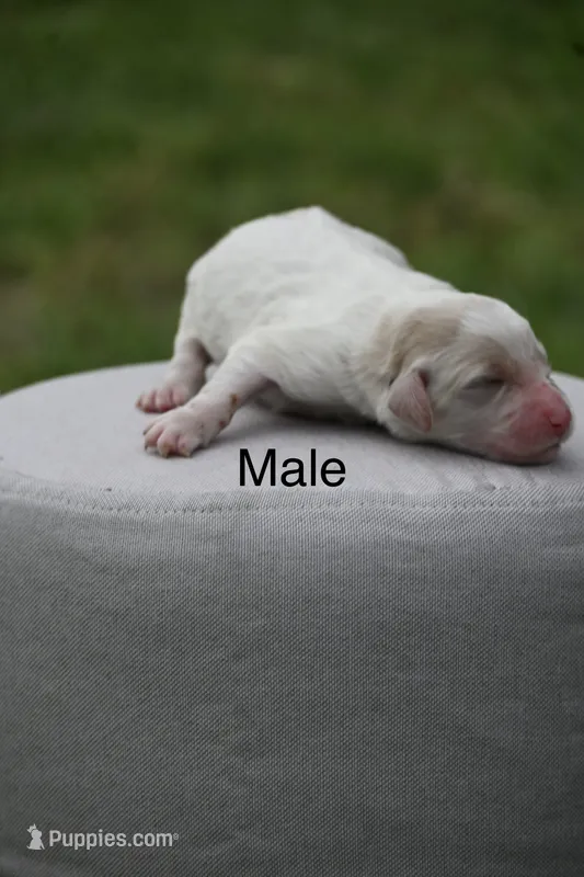 F1b male 3 – Goldendoodle puppy for sale in George West, TX