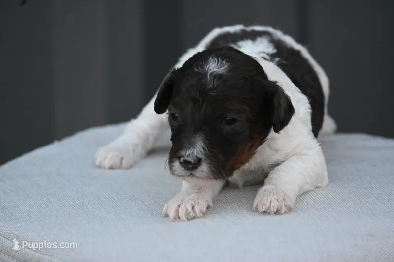 Millie – Poodle - Toy  puppy for sale in George West, TX