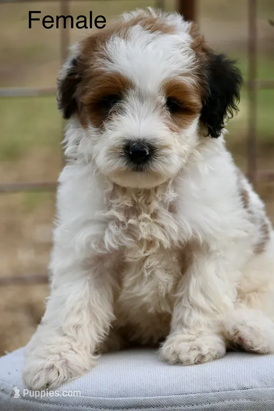Walon – Aussiedoodle, Miniature Aussiedoodle puppy for sale in George West, TX