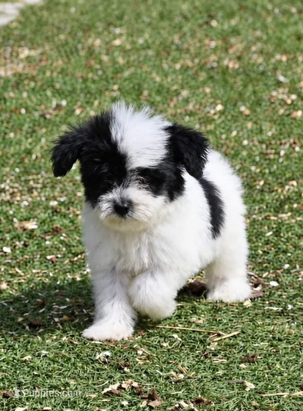 Bentley – Aussiedoodle, Miniature Aussiedoodle puppy for sale in George West, TX