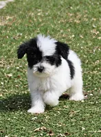 Bentley, a male Aussiedoodle and Miniature Aussiedoodle for sale in George West, TX – 1 of 2