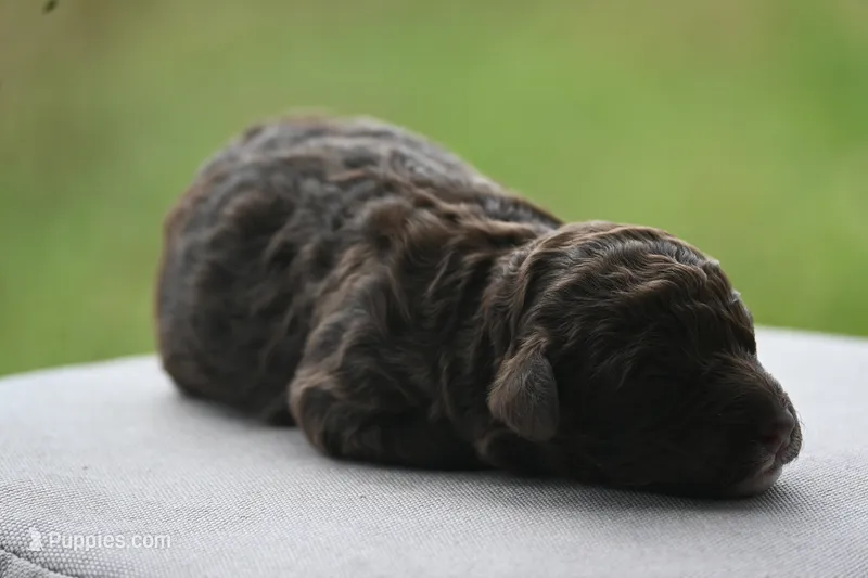 Tri male – Aussiedoodle puppy for sale in George West, TX