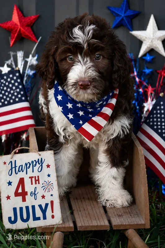 Tri male – Aussiedoodle puppy for sale in George West, TX