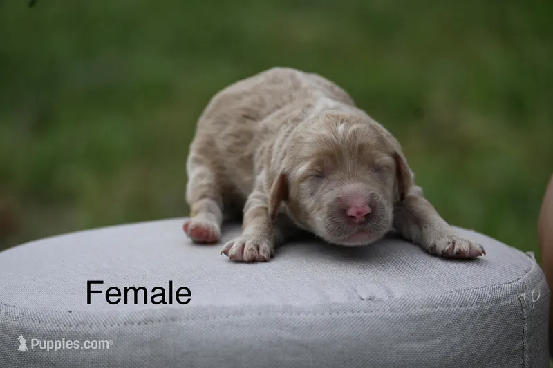 F1b female 2 – Goldendoodle puppy for sale in George West, TX