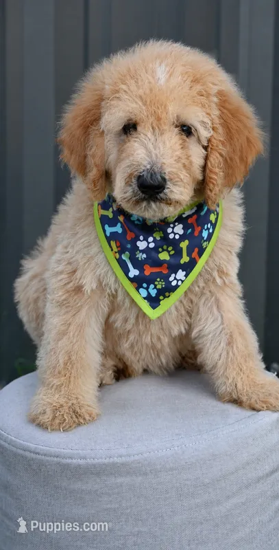 F1b male 2  – Goldendoodle, Golden Retriever puppy for sale in George West, TX