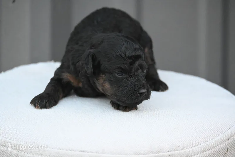 Maisie – Poodle - Toy  puppy for sale in George West, TX