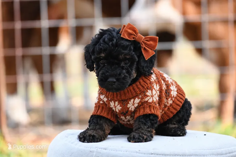 Maisie – Poodle - Toy  puppy for sale in George West, TX