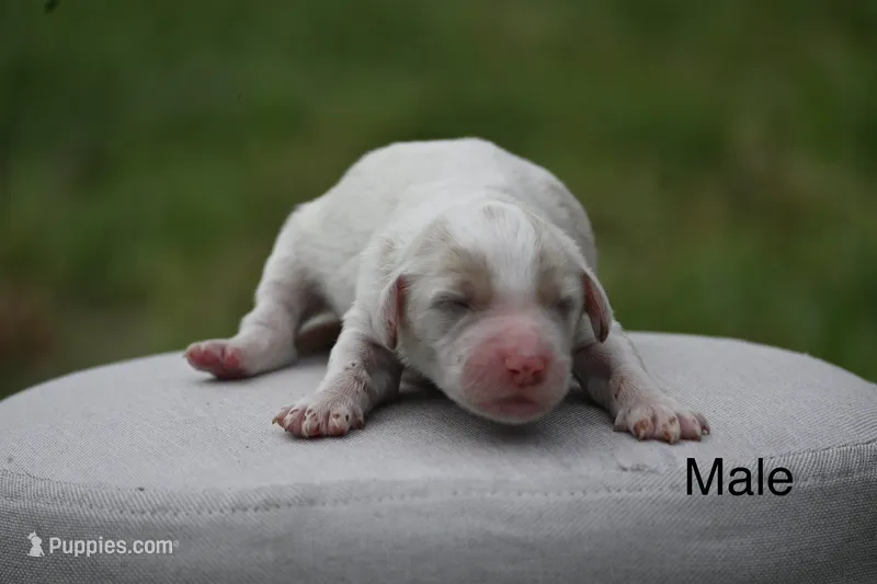 F1b male – Goldendoodle puppy for sale in George West, TX