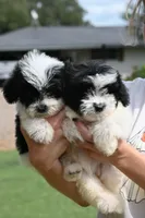 Bentley, a male Aussiedoodle and Miniature Aussiedoodle for sale in George West, TX – 2 of 2