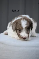 Cash, a male Aussiedoodle and Miniature Aussiedoodle for sale in George West, TX – 1 of 1