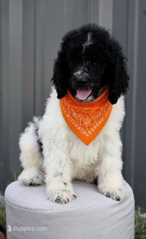 Black white parti male – Poodle - Miniature , Poodle - Standard  puppy for sale in George West, TX