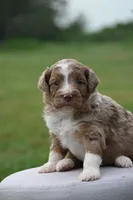 Merle male, a male Poodle and Aussiedoodle for sale in George West, TX – 2 of 5