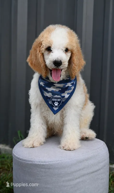 Red and white parti male – Poodle - Miniature , Poodle - Standard  puppy for sale in George West, TX