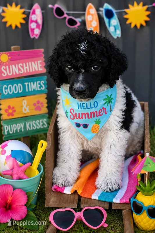 Black white parti male – Poodle - Standard  puppy for sale in George West, TX