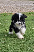 Paisley, a female Aussiedoodle and Miniature Aussiedoodle for sale in George West, TX – 2 of 2
