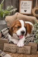 Ranger, a male Basset Hound for sale in George West, TX – 1 of 2