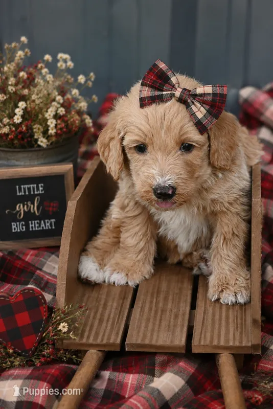 F1b female 2 – Goldendoodle puppy for sale in George West, TX