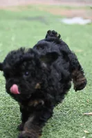 Maisie, a female Poodle - Toy  for sale in George West, TX – 6 of 6