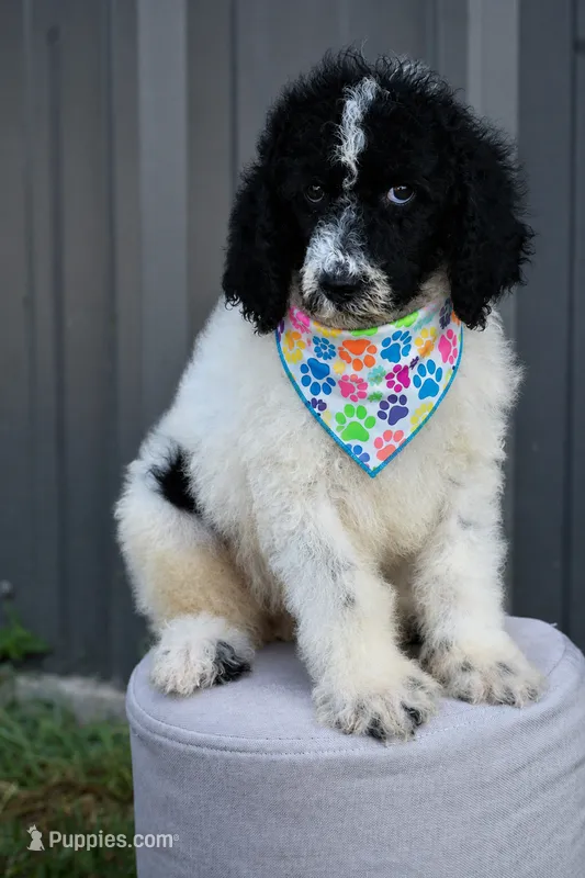 Black white parti male – Poodle - Miniature , Poodle - Standard  puppy for sale in George West, TX