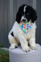 Black white parti male, a male Poodle - Standard  for sale in George West, TX – 1 of 4