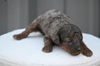 Tilly, a female Poodle - Toy  for sale in George West, TX – 1 of 1