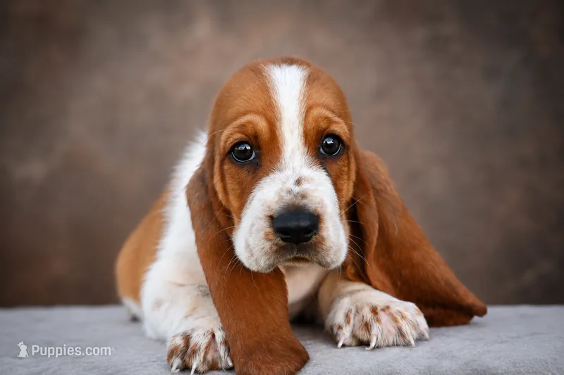Ranger – Basset Hound puppy for sale in George West, TX