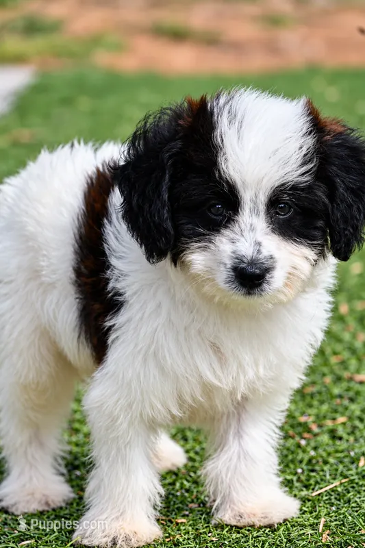 Tucker – Aussiedoodle, Miniature Aussiedoodle puppy for sale in George West, TX