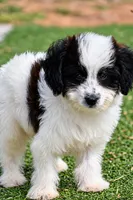 Tucker, a male Aussiedoodle and Miniature Aussiedoodle for sale in George West, TX – 1 of 1