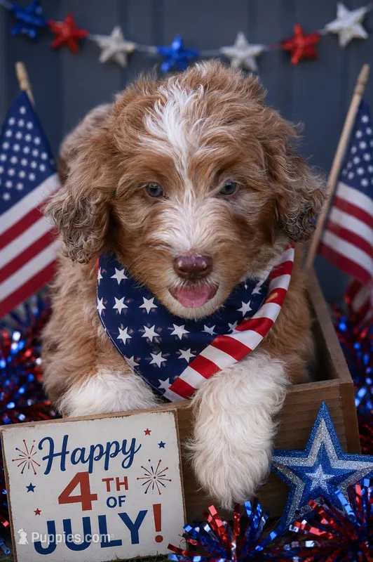Merle male – Poodle, Aussiedoodle puppy for sale in George West, TX