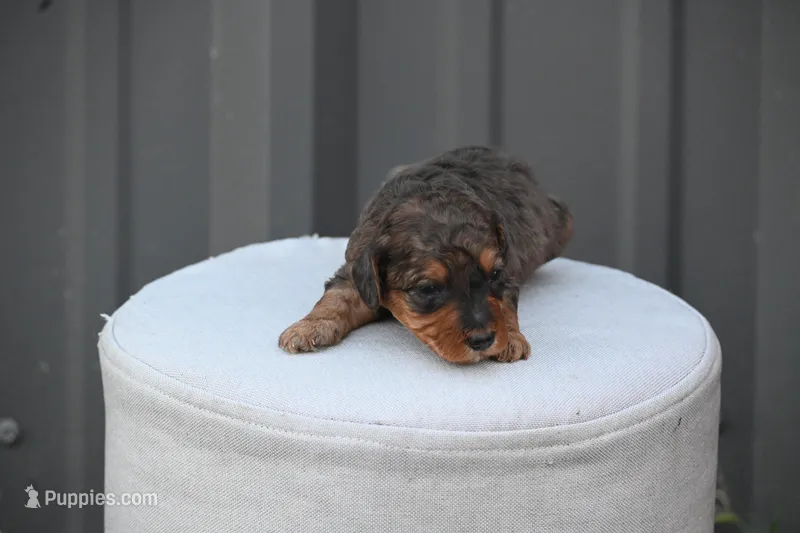 Teddy – Poodle - Toy  puppy for sale in George West, TX