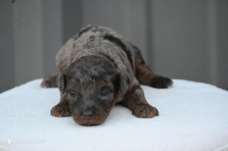 Poppy – Poodle - Toy  puppy for sale in George West, TX