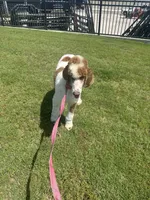 Merle male, a male Aussiedoodle for sale in George West, TX – 3 of 3