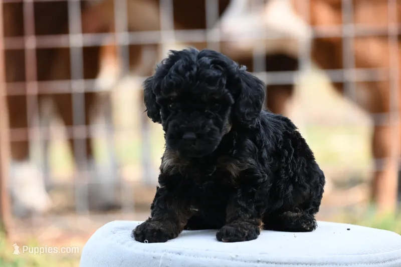 Maisie – Poodle - Toy  puppy for sale in George West, TX