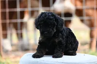 Maisie, a female Poodle - Toy  for sale in George West, TX – 3 of 6