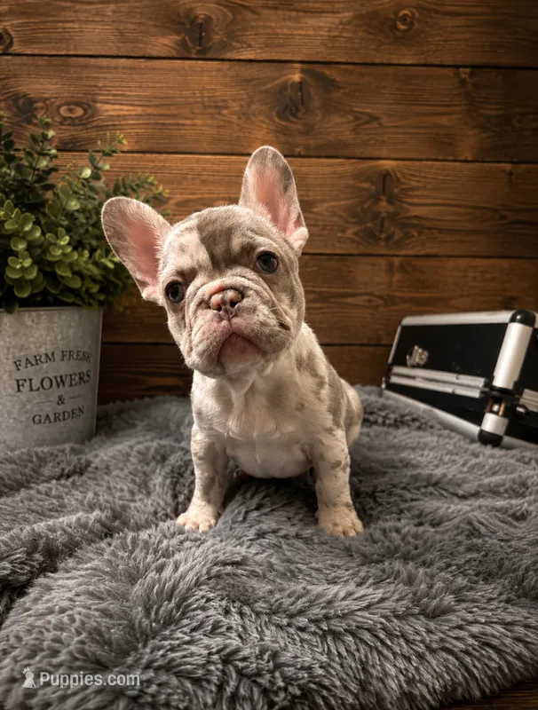 Lu-Lu – French Bulldog puppy for sale in Boone, IA