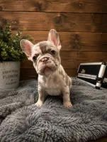 Lu-Lu, a female French Bulldog for sale in Boone, IA – 1 of 1