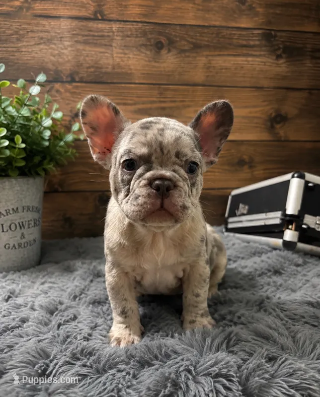 Levi – French Bulldog puppy for sale in Boone, IA