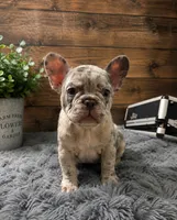 Levi, a male French Bulldog for sale in Boone, IA – 1 of 1