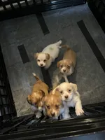 Puppy One, a female Shih Tzu and Miniature Dachshund for sale in Lexington, KY – Photo 2 of 3