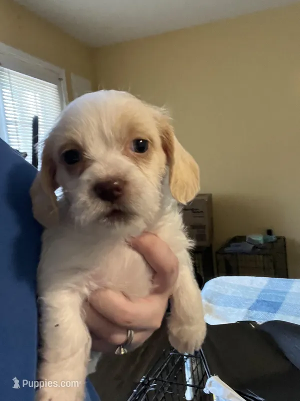 Puppy One – Shih Tzu, Miniature Dachshund puppy for sale in Lexington, KY