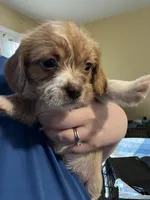 Puppy Three, a female Shih Tzu and Miniature Dachshund for sale in Lexington, KY – Photo 1 of 2