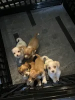 Puppy Three, a female Shih Tzu and Miniature Dachshund for sale in Lexington, KY – Photo 2 of 2