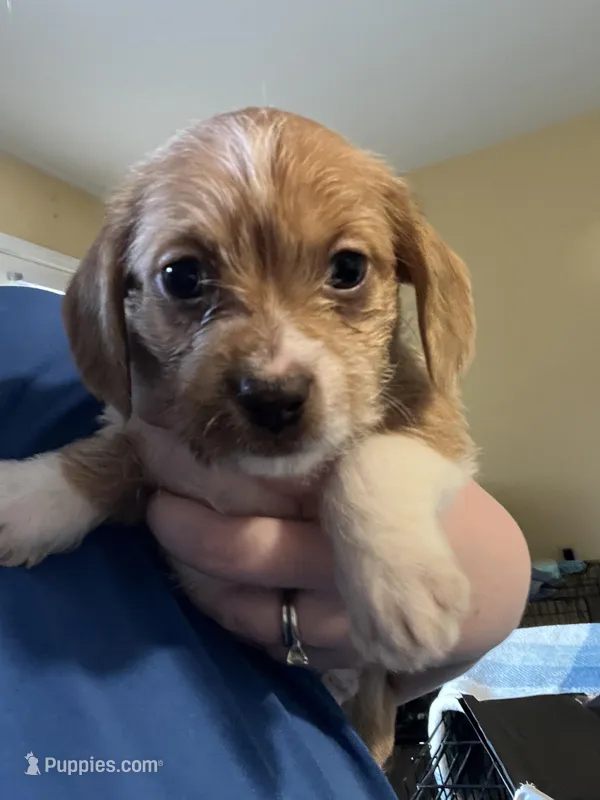 Puppy Two – Shih Tzu, Miniature Dachshund puppy for sale in Lexington, KY