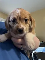 Puppy Two, a male Shih Tzu and Miniature Dachshund for sale in Lexington, KY – Photo 1 of 3
