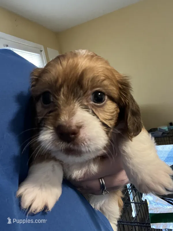 Puppy Four – Shih Tzu, Miniature Dachshund puppy for sale in Lexington, KY